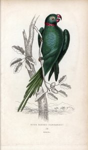 Periquito de collar, Psittacula krameri. Psittacus torquatus. Litografía de Joseph Kidd, basada en un dibujo de John Audubon, en Miscellany of Natural History: Parrots, Sir Thomas DiK Lauder and Captain Thomas Brown, publicada en Edimburgo, Escocia, en 183