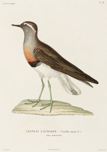 Chorlito de collar, Islas Malvinas de Unbekannter Künstler