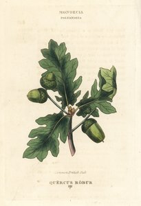 Roble común británico, Quercus robur. Grabado en cobre coloreado a mano según una ilustración de Richard Duppa de su obra The Clours and Orders of the Linnaean System of Botany, Longman, Hurst, Londres.
