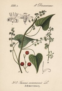 Conductor común o hierba de las mujeres maltratadas - Black bryony, Tamus communis. Litografía coloreada a mano de la Flora alemana (Flora von Deutschland) de Diederich von Schlechtendal, Jena de Unbekannter Künstler