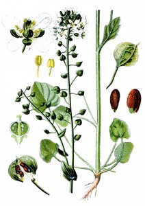 Hierba escorbuto común, Cochlearia officinalis de Unbekannter Künstler