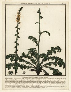 Agrimonia común, Agrimonia eupatoria. de Unbekannter Künstler