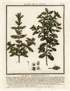 Common box, Buxus sempervirens. de Unbekannter Künstler