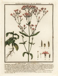 centaura común. Centaurium erythraea. de Unbekannter Künstler