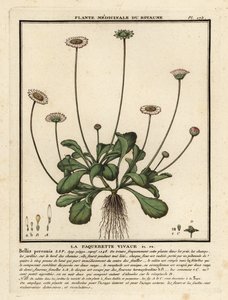 Margarita común, Bellis perennis.