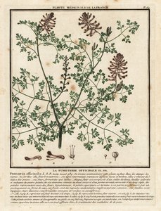 Fumitoria común, Fumaria officinalis. de Unbekannter Künstler