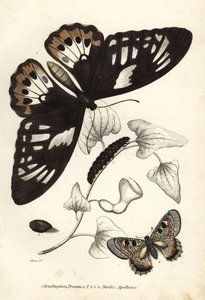 Ornithoptera priamus, mariposa, oruga y pupa, y falso apolo, Archon apollinus (Doritis apollinus). Litografía coloreada a mano de la Galería de Historia Natural de Georg Friedrich Treitschke, Naturhistorischer Bildersaal des Thi