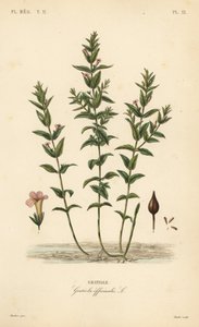 Graciola común o hierba de la gracia, Gratiola officinalis, Graciola de Unbekannt