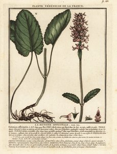Hediondo común, Stachys officinalis. de Unbekannter Künstler