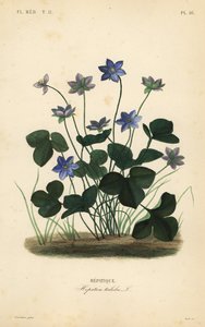 Hepática común o hierba del hígado, Anemone hepatica de Unbekannt