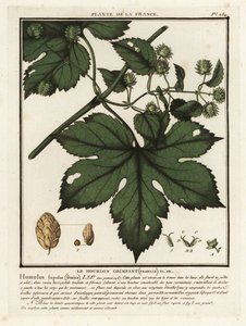 Lúpulo común, Humulus lupulus.