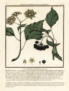Hiedra común, Hedera helix