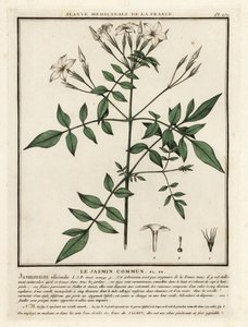 Jazmín común, Jasminum officinale. de Unbekannter Künstler
