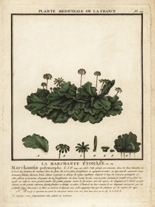 Hepática común, Marchantia polymorpha.