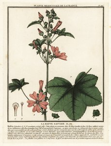 Malva común, Malva sylvestris.