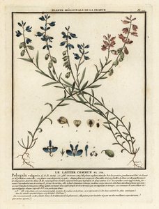 La lechetrezna común, Polygala vulgaris. de Unbekannter Künstler
