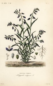 Polígala común, Polygala vulgaris de Unbekannt