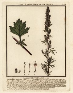 Artemisa común, Artemisia vulgaris. de Unbekannter Künstler