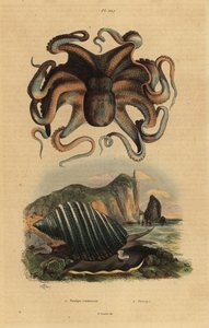 Pulpo común, Octopus vulgaris 1, y caracol marino, Dicathais orbita 2 de Unbekannt
