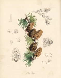 Alerce común o europeo - Alerce blanco, Larix decidua (Larix europaea), hoja, rama y piña. Zincografía coloreada a mano de C. Chabot dibujada por Miss M. A. Burnett de su "Plantae Utiliores: or Illustrations of Useful Plants", Whittaker, Londres. de Unbekannter Künstler