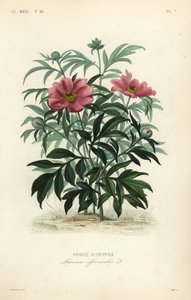 Peonía común o peonía de jardín, Paeonia officinalis de Unbekannt