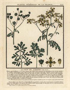 Ruda común, Ruta graveolens. de Unbekannter Künstler