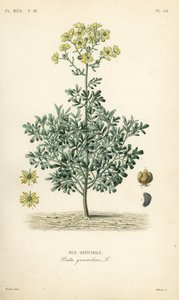 Ruda común o hierba de la gracia, Ruta graveolens