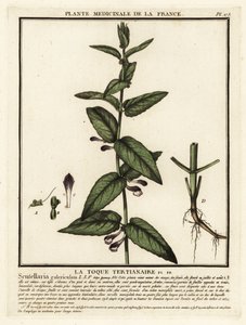 Scutellaria común, Scutellaria galericulata. de Unbekannter Künstler