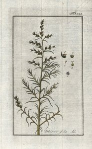 Sosa común (Salsola soda). Litografía de "Afbeelding der Artseny-Gewassen" de Johannes Zorn (1739-1799), Países Bajos.