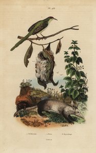 Sastre común, Orthotomus sutorius con nido, ortiga, Urtica dioica, y cerdo hormiguero, Orycteropus afer de Unbekannt