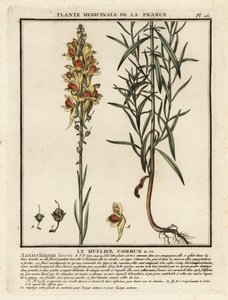 Lino sapo común, Linaria vulgaris.