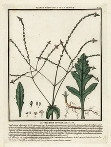 Verbena común, Verbena officinalis. de Unbekannter Künstler