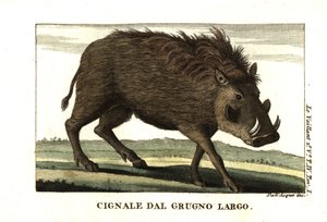 Facóquero común, Phacochoerus africanus. De Francois Le Vaillant (Levaillant