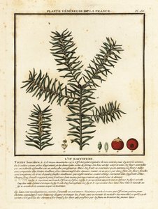 Tejo común o tejo inglés, Taxus baccata.