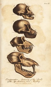 Anatomía comparada de los cráneos del simio, el babuino y el mono - Grabado en cobre coloreado a mano del Universal System of Natural History de Ebenezer Sibly, Londres.