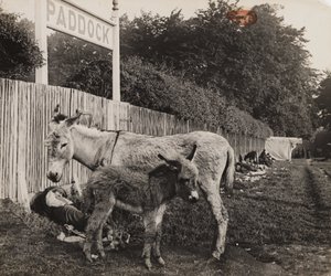 Composición de dos burros, c 1909 de Unbekannt