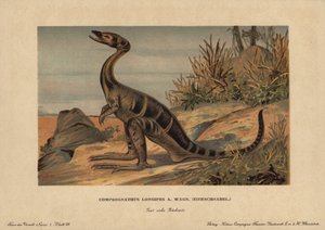 Compsognathus longipes, un género de pequeños dinosaurios bípedos carnívoros del Jurásico. Cromolitografía de F. John (serie animales prehistóricos de la Reichardt Cocoa Company), publicada originalmente en "Animals of the Prehistoric World". de Unbekannter Künstler