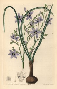 Conanthere - Conanthera trimaculata (Cummingia de tres manchas, Cummingia trimaculata). Grabado en cobre coloreado a mano por Weddell según Edwin Dalton Smith de Ornamental Flower Garden and Shrubbery de John Lindley y Robert Sweet, G. Willis, Londres. de Unbekannter Künstler