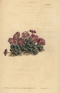 Conophytum minutum, Mesembryanthemum minutum