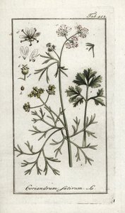 Cilantro (Coriandrum sativum). Litografía de "Afbeelding der Artseny-Gewassen" de Johannes Zorn (1739-1799), Países Bajos. de Unbekannter Künstler