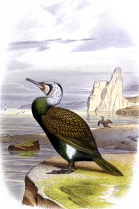 Cormorán, c.1850 (litografía ) de Unbekannter Künstler