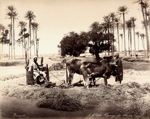 Siega del maíz en Egipto. de Unbekannter Künstler