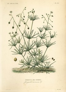 Hierba de espolón, Spergula arvensis de Unbekannt