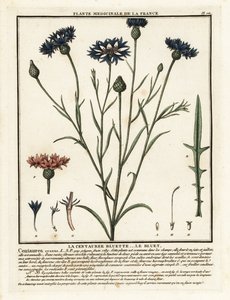 Aciano, un cultivo de cianus. de Unbekannter Künstler
