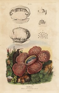 Flor cadáver o rafflesia, Rafflesia arnoldii de Unbekannt