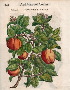 Cotonea Malvs. de los 
