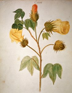 Algodón de Unbekannter Künstler