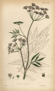 Cicuta virosa o cicuta de agua. Litografía coloreada a mano por Henry Sowerby de la Flora Homeopathica de Edward Hamilton, Bailliere, Londres.