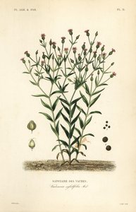 Hierba de vaca, Vaccaria hispanica, Vaccaria sessilifolia
