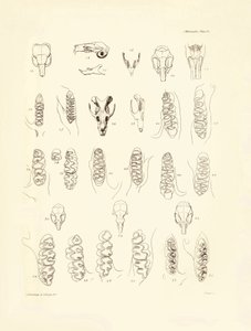 Grullas y dientes de varios tipos de roedores descritos por Charles Darwin durante su viaje de exploración a bordo del Beagle. Lámina de "The Zoology of the voyage of H.M.S. Beagle under the command of Captain Fitzroy during the years 1832 to 1836 edited a de Unbekannter Künstler
